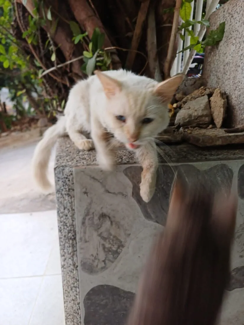 Gatico rescatado en Girón