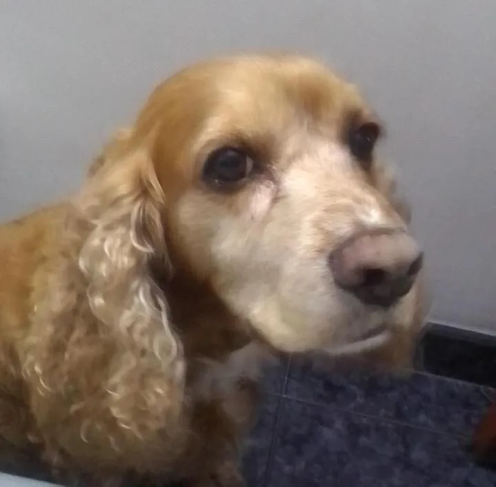 Hanna, canina en recuperación