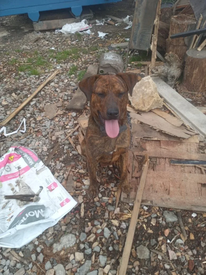 Diez perros rescatados