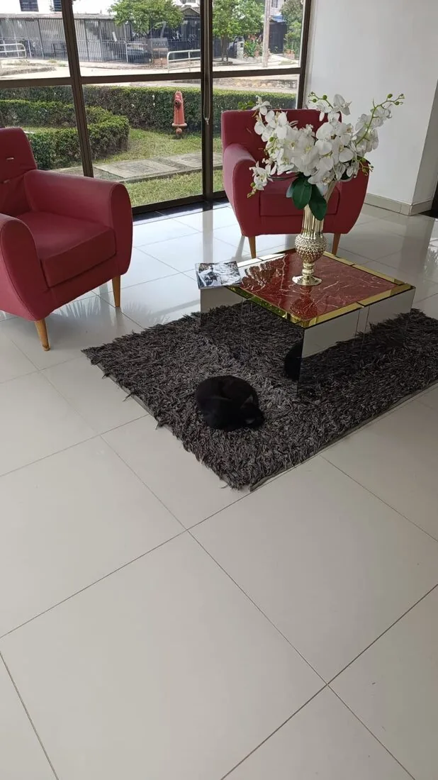Colonia felina de San Pablo, Neiva