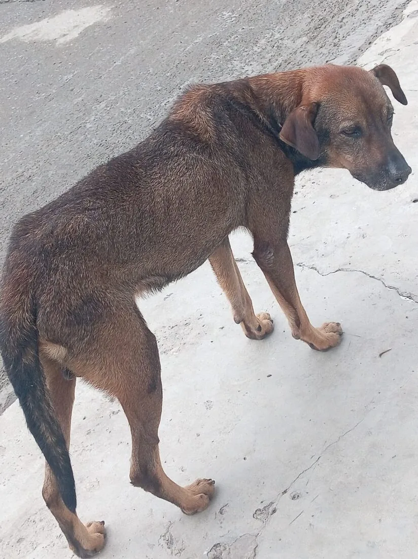 Perro rescatado en Porfía