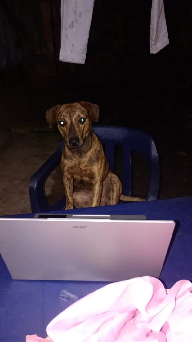 Barcina, canino rescatado en Tauramena